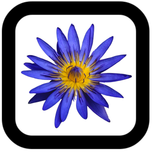Blue Lotus